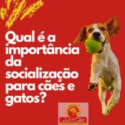 Qual é a importância da socialização para cães e gatos?
