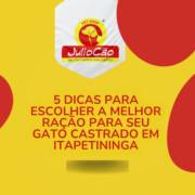 5 Dicas Para Escolher a Melhor Ração Para Seu Gato Castrado em Itapetininga