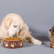 Casa de Ração em Lençóis Paulista SP: Apoio Ao Dia a Dia de Quem Cuida de Animais