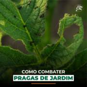 Como combater pragas de jardim