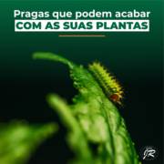 Pragas mais comuns que atacam as plantas