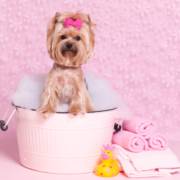 5 vantagens de dar banho no cachorro em pet shop