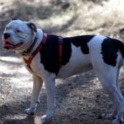 Coleira peitoral para cachorro: qual o melhor tipo para cada tipo de cãozinho?