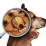 Como proteger seu pet contra pulgas e carrapatos?