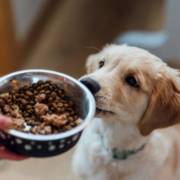 Como escolher a alimentação ideal para o seu pet?