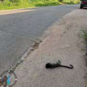 Atropelamentos de animais são mapeados em avenida de Jundiaí