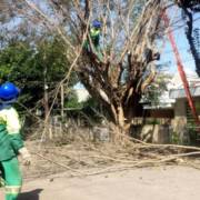 Em Jundiaí: FBF é contratada para podas, cortes de árvores e jardinagem