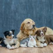 Nutrição que transforma a vida do seu pet