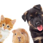 O bem-estar do seu pet começa na alimentação