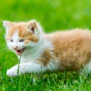 Sua nova opção em produtos para animais