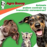 CÃES E GATOS CONTRAEM CORONAVÍRUS?
