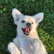 Pet Shop Em Praia Grande SP: Cuidado Completo Para Seu Pet No Litoral