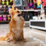 Creche Pet Em Praia Grande SP: Mais Qualidade De Vida Para Seu Pet