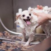 Banho e tosa em Itanhaém: bem-estar na rotina do pet