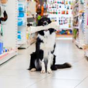 Pet shop no Rio de Janeiro: cuidado em cada fase do pet