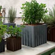 O que você precisa saber para ter uma horta em vasos