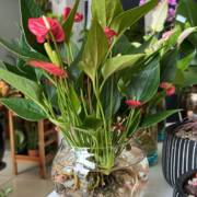Cultivo Simplificado: Dicas para Manter Plantas na Água