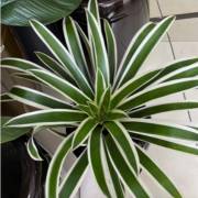 Respire Vida: O Impacto Positivo das Plantas no Ambiente Doméstico
