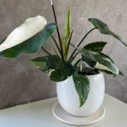 As mais belas opções em plantas para o seu lar você encontra aqui, na Vasos Decor em Mineiros!!
