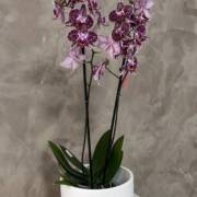 Encante-se com a Elegância das Orquídeas: A Beleza que Transforma Seu Ambiente na Vasos Decor