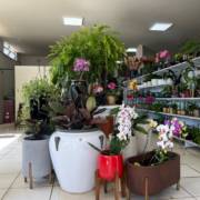 Mineiros floresce com a Vasos Decor: vasos e jardins para todos os estilos