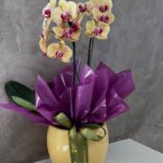 Encante-se com a Beleza das Orquídeas!