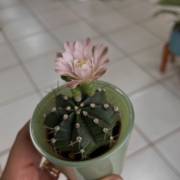 Pequenos no tamanho, gigantes na beleza: os cactos também florescem