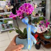 Flores que falam por você: O presente perfeito está aqui na Vasos Decor