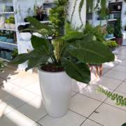 Sua casa merece uma decoração que respira beleza
