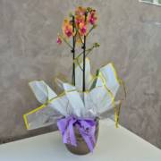 Orquídeas: a elegância que nunca sai de moda