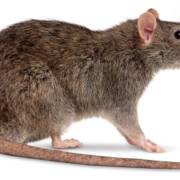 Ratazanas ou Ratos de Esgoto - Rattus novergicus