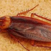 Barata de Esgoto (Periplaneta americana)