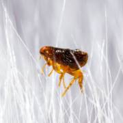 Pulga