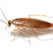 BARATA GERMANICA (BLATELLA GERMÂNICA)