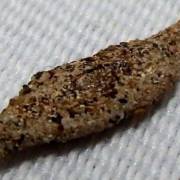 TRAÇA