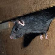 RATO DE TELHADO (Rattus rattus)