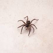 Aranha