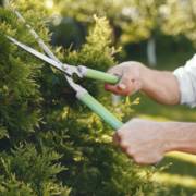 Saiba porque é importante fazer a manutenção de seu jardim