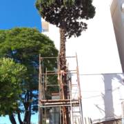 Corte de Pinheiros Com Andaimes realizado com sucesso!