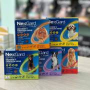 Qual a importância de dar anti pulgas e carrapatos para os cães?