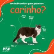 Você sabe onde os gatos gostam de carinho?