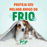 Dicas para proteger seu melhor amigo do frio