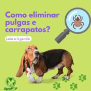 Como eliminar pulgas e carrapatos? Saiba mais!