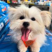 Rede Pop Pet Center em Mineiros: Seu Pet Merece o Melhor!