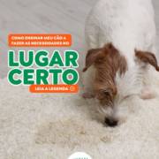 Xixi Fora do Lugar? Ensine Seu Pet com Amor, Paciência e as Dicas Certas!