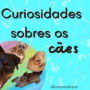 Curiosidades Sobre os Cães