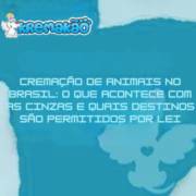 Cremação de animais no Brasil: o que acontece com as cinzas e quais destinos são permitidos por lei