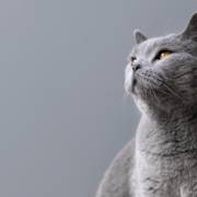 Conheça as vantagens de hotel para gatos