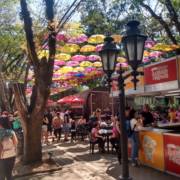 Confira como foi a nossa viagem a Holambra na Expoflora no dia 25/09/2022