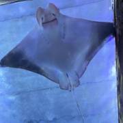 Melhores momentos da nossa viagem para o Zoológico de SP 2025!